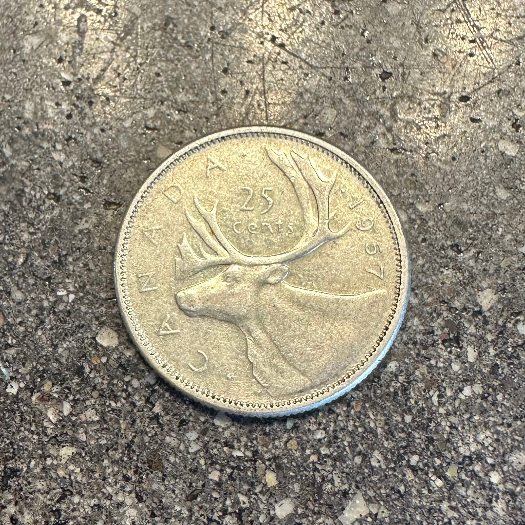 Caribou Canada Silver 25 Cent Coin back on a concrete background. - Mountainstruck Coin Jewelry